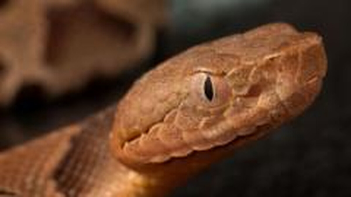 Snakes on a train (ing pitch)